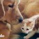 Mujer encuentra a sus perros haciendo lo más lindo con el nuevo gatito | El Dodo