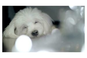 My Happy Place   The cutest puppies