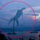 Mysterious Creatures Caught on Camera