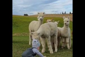 Natural beauty|Nature & wild life|Beautiful nature|baby playing with animals|#nature #shorts #camel