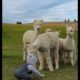 Natural beauty|Nature & wild life|Beautiful nature|baby playing with animals|#nature #shorts #camel