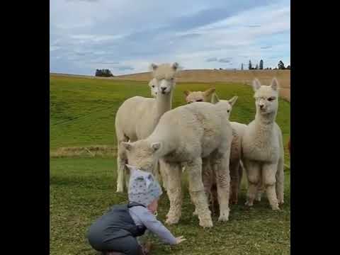 Natural beauty|Nature & wild life|Beautiful nature|baby playing with animals|#nature #shorts #camel