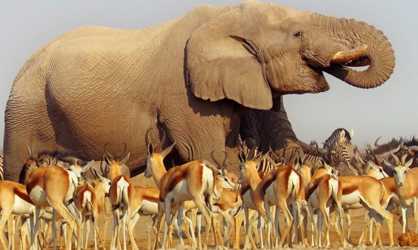 Nature Makes You Happy | BBC Earth