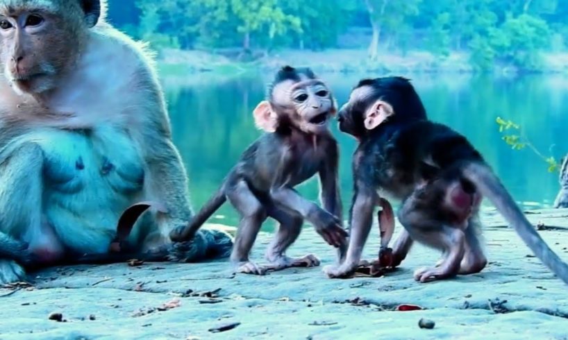 OMG It's So Cute! Twin Monkey Baby Is Hugged And Protected by Mother