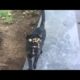 OMG NO ! ! Poor CAT RESCUED Just in Time! Feeding Abandoned Stray Cat And Animal Rescue