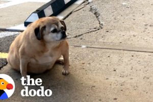 Obese Rescue Dog Can't Stop Smiling When She Loses Half Her Weight | The Dodo Faith = Restored