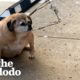 Obese Rescue Dog Can't Stop Smiling When She Loses Half Her Weight | The Dodo Faith = Restored