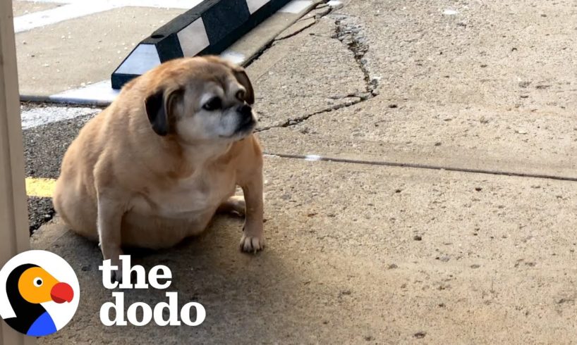 Obese Rescue Dog Can't Stop Smiling When She Loses Half Her Weight | The Dodo Faith = Restored