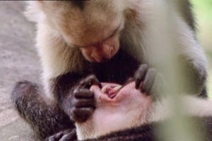 Open Wide! A Capuchin Visits The Dentist | Walk On The Wild Side | Funny Talking Animals | BBC Earth