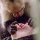 Open Wide! A Capuchin Visits The Dentist | Walk On The Wild Side | Funny Talking Animals | BBC Earth