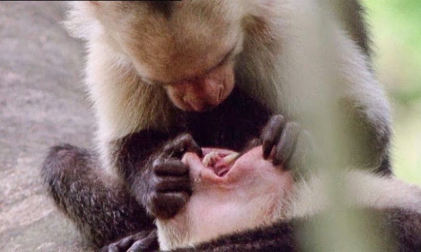 Open Wide! A Capuchin Visits The Dentist | Walk On The Wild Side | Funny Talking Animals | BBC Earth