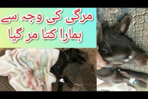 Our Cute Dog Died || Mirgii Ki Wajah Sy Hamara Doggy Mar Gya