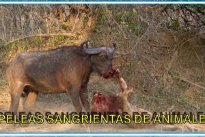 PELEAS de ANIMALES VIOLENTAS CAPTADAS en CÁMARA🦓🆙️ || ANIMAL FIGHTS CAUGHT ON CAMERA🦓🆙️