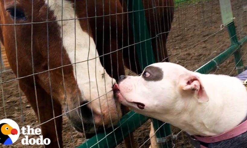 PIttie Scared of Other Dogs Becomes Best Friends with Farm Animals  | The Dodo