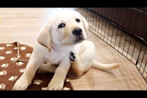 PLAYING WITH THE CUTEST LABRADOR PUPPIES EVER!!
