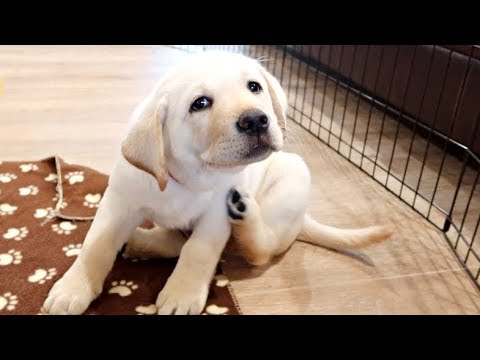 PLAYING WITH THE CUTEST LABRADOR PUPPIES EVER!!