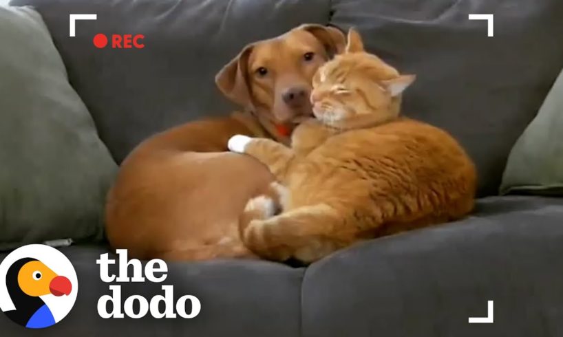 Parents Set Up Hidden Camera And Catch Cat Cuddling Their Anxious Dog | The Dodo Odd Couples