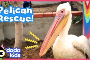 Pelican Is The Queen Of This Rescuer's Backyard | Animal Videos For Kids | Dodo Kids