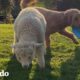 Pequeño cordero rescatado cree que el labradoodle de su familia es su mamá | El Dodo