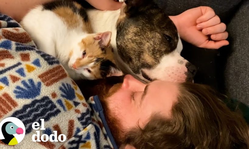 Perrito le presenta a su hermanita gatita al mundo | El Dodo