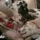 Perro de 150lbs le encanta meter la cabeza de otros perros en su boca | El Dodo