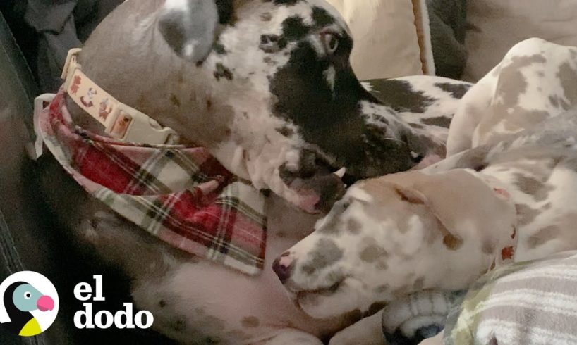 Perro de 150lbs le encanta meter la cabeza de otros perros en su boca | El Dodo