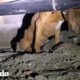 Perro es rescatado de debajo de una casa abandonada | ¡Adóptame! | El Dodo