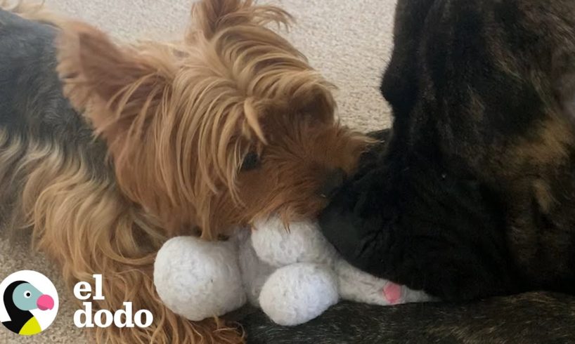 Perro gigante rescatado de la carretera ahora vive la vida más feliz | El Dodo