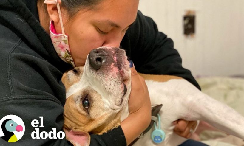 Pit bull que chupa su cobija ha estado esperando años por una familia | El Dodo