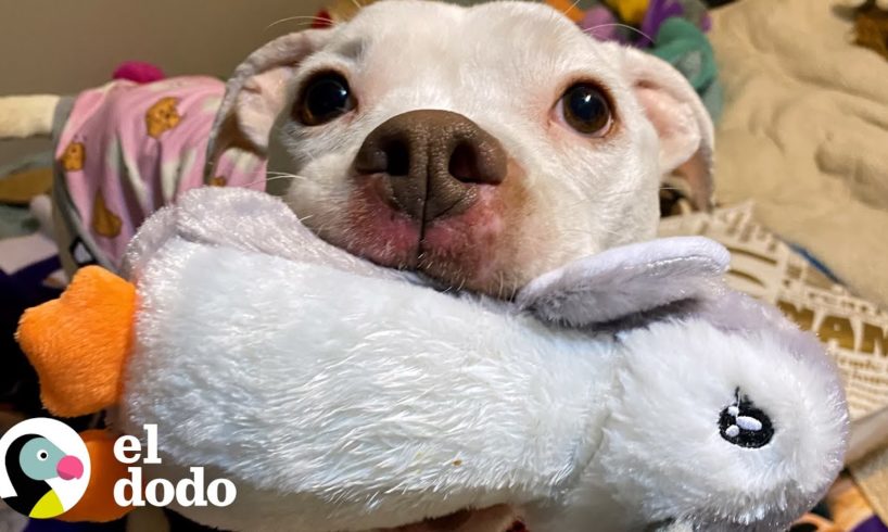 Pitbull flaco abandonado obtiene todo lo que soñó | Puro Pitbull | El Dodo