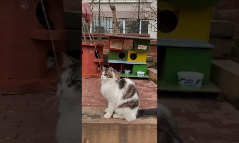 Playing with a Cat ।। Wild Animals #Short
