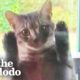 Pregnant Stray Cat Scales Family's Screen Door Looking For Food | The Dodo