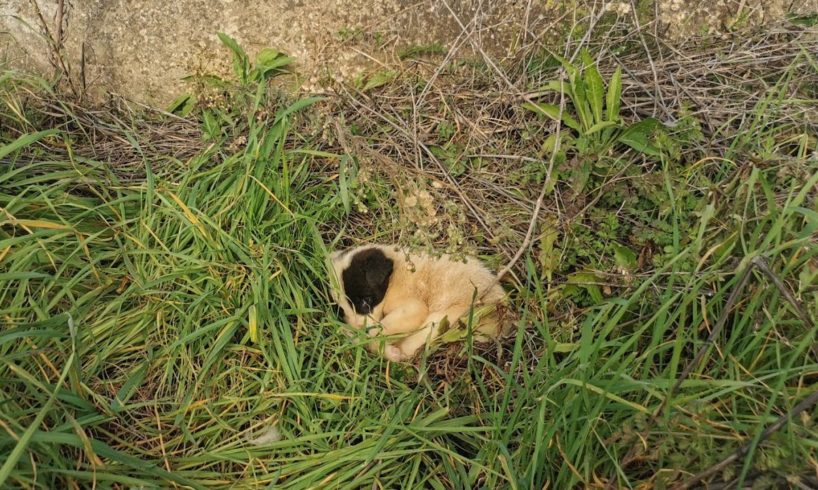 Puppies  abandoned in a field ... They were left there to die.