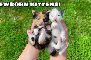 RESCUED NEWBORN KITTENS! WHERE DID THEY COME FROM?!