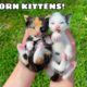 RESCUED NEWBORN KITTENS! WHERE DID THEY COME FROM?!