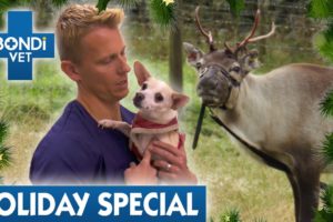 Race to Save Animals For Christmas! 🎄 | Full Episode