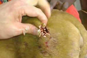 Removing Mango worms From Helpless Dog! Video 2022 #19