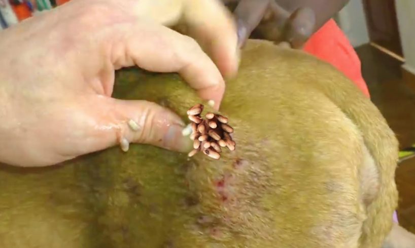 Removing Mango worms From Helpless Dog! Video 2022 #19