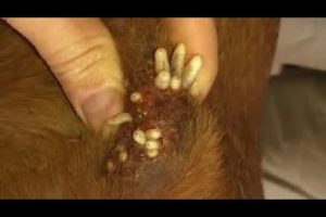 Removing Mango worms From Helpless Dog! Video 2022 #21