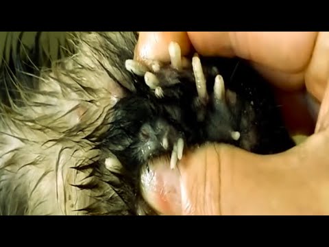 Removing Mango worms From Helpless Dog! Video 2022 #22
