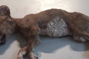 Removing Mango worms From Helpless Dog! Video 2022 #27