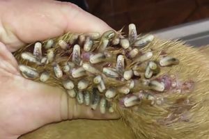 Removing Mango worms From Helpless Dog! Video 2022 #28
