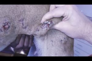 Removing Mango worms From Helpless Dog! Video 2022 #31