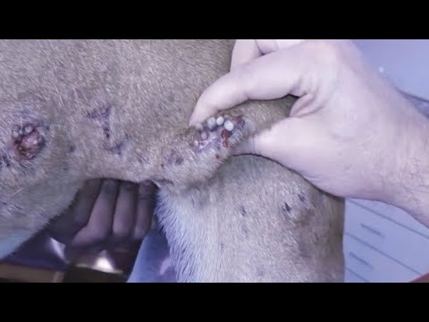 Removing Mango worms From Helpless Dog! Video 2022 #31