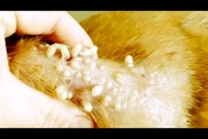 Removing Mango worms From Helpless Dog! Video 2022 #34