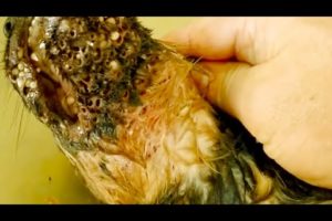 Removing Mango worms From Helpless Dog! Video 2022 #35