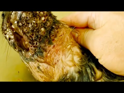 Removing Mango worms From Helpless Dog! Video 2022 #35