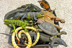 Reptiles Animals Collection - Crocodile, Alligator, Iguana, Python, Komodo Dragon, Frilled Lizard