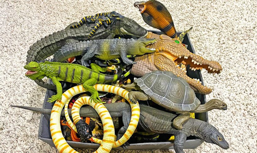 Reptiles Animals Collection - Crocodile, Alligator, Iguana, Python, Komodo Dragon, Frilled Lizard