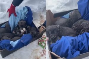 Rescue 6 Little Puppies That Have No Chance to Survive, They Are Crying Because of Hunger and Cold